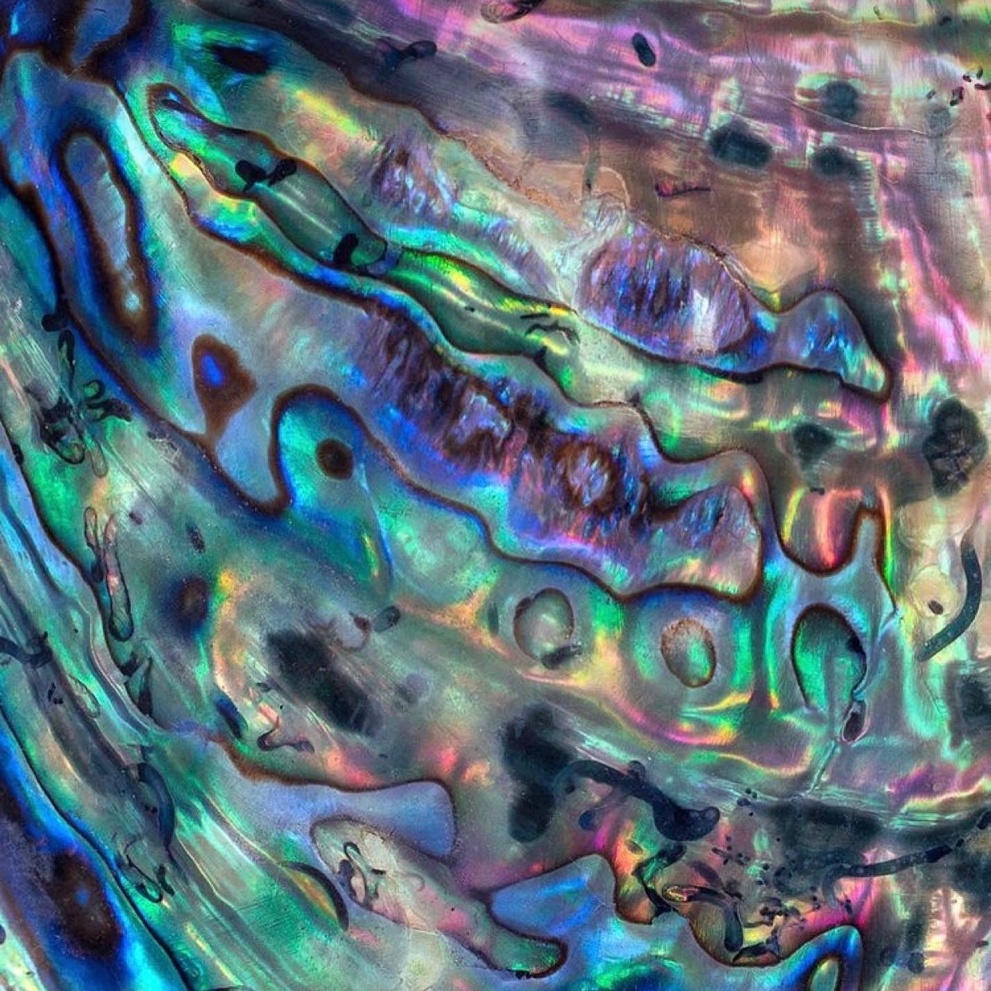 // Abalone //